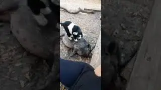 Pig and Goat Yoga