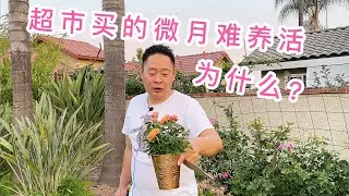(园艺篇108）为什么超市买的微月（迷你玫瑰）种不活？微月分株地栽过程。