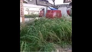 한옥마을에서 벼농사를 지어  벼가 누렇게 익은 모습..The sight of ripe, yellow rice grown in a   Jeonju  Hanok village..全州市