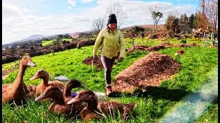 Ducklings' Swim Lesson, Harbour Stroll, and Spring Garden Prep