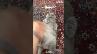 Wenn Tiere sprechen k&ouml;nnten #animals #dog #hund #katze #tiere #d4tlars #funny #lol #lustig #s&uuml;&szlig;