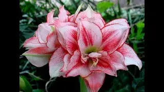 Amaryllis (Henry Ghyss ) flute duo : Kirio Matsuda