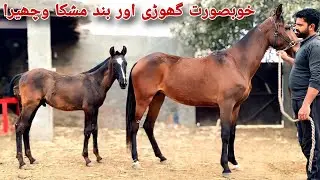 Horse for Sale in Faisalabad