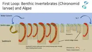 Positive Feedback Loops Supercharge Productivity in Imperiled Wetland