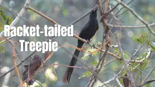 Racket tailed Treepie, is a species that I've never frequently seen them