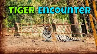Zoobic Safari | Tiger Encounter in the Philippines | Travelling Foodie