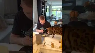 Just a little taste test, please! #viral #cat #catshorts