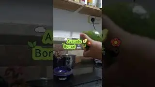 Avocado Bonsai 🥑🪴☯ #bonsai #avocado #livinggreen
