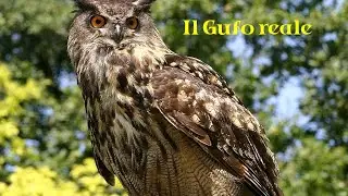 Il Gufo Reale