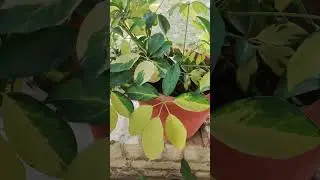 Seflera में नई पत्तियां आने लगीं 😍🌿