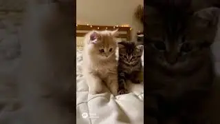 The Blanket Requires Percussion #cats #cat #cutecats #funnycats #catshorts #catlife