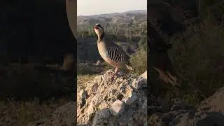#MountainPartridge#TeetarLovers#HuntingBirds#BirdSounds#PakistanWildlife#NatureSounds#TeetarVideos