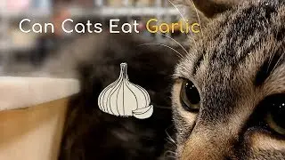 Can Cats Eat Garlic | Is This a Healthy Food for Your Kitten