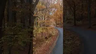 Autumn Colors! #autumn #autumnwalk #autumncolours #shorts
