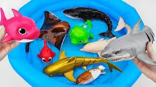 🦈toy asmr🦈 ZURU Robo Alive Fun Pool Playset 🐠 White Shark, Manta Rays ✨ Review Toys (No Talking)