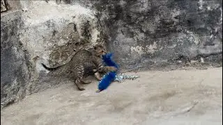 New Cute Kitten Antics! #KittyJoy #FelineFun