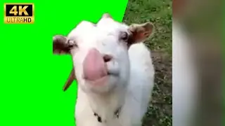 Goat talking clueless - [4K] Green Screen + Origin