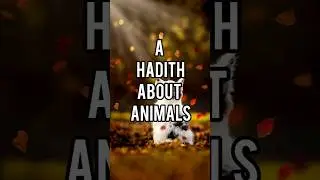 What Prophet Muhammad (SAW) Said About Animals