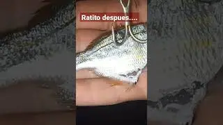 pesca al vivo desde costa 2022. #bluefish #livefish #anjova #livefishing #pescaalvivo
