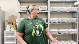 Filhotes de jararaca nascem em biot&eacute;rio e recebem monitoramento constante