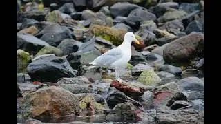 Seagull Photo 26