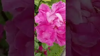 rose Paul Neuron троянда Поль Нейрон #rose #flowers #garden #троянди_україни #music