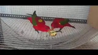 RED LORY BREEDING PAIR| PARROTS|LORY|PETS|BIRDS|