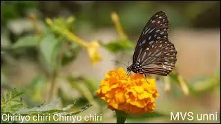 Chiriyo chiri Chiriyo chiri(Film-Kaduvaye Pidicha Kiduva)