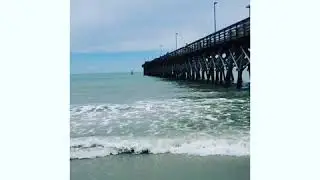 Shark swimming 10 from pier