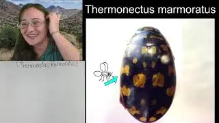 Sketch With Me: Insect Illustrations via Microscope (Sunburst Diving Beetle)