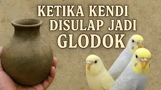 Ternak Parkit...!!! Membuat Glodok Burung dari Kendi Bekas