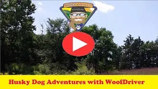 Husky Dogs Free Ranging in the AWESOME Field of Wild Flowers