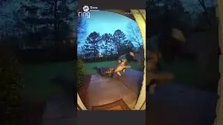 Woman saves cat as she jumps over alligator 🤯