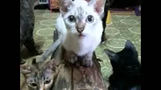 #cat #cats #catsofinstagram #cats_of_instagram #coolforcats #beaut #beauty #bestpic #bestofday #bl