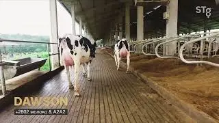 Бык №1 по удою и UDC в породе: DAWSON из STgenetics ‼🏆🥛