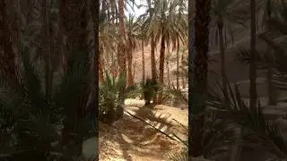 #Sahara desert#Oasis#Tunisia#Desert#Chebika desert#Palm forest#Waterfall#Africa