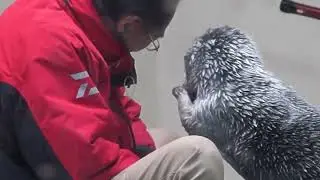 鳥羽水族館 ラッコ メイちゃんｼﾞｬｲｱﾝしてお説教を受ける「許してねっ💋」