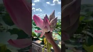 Poddo ful 🌺 #trending #shorts #shortsfeed #trendingshorts  #ytshort #poddo #shortvideo