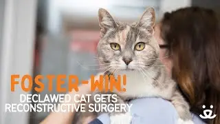 Foster-Win! Declawed cat gets reconstructive surgery with the help of The Paw Project