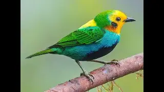 The New Taxonomy of the Colorful Tanagers - 2023
