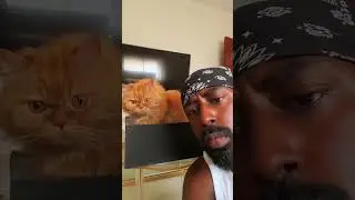 Thug Cat 🐱!