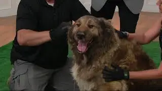 Hands On Pet Shedding Bathing & Grooming Gloves on QVC