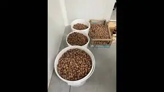 Alice Bourne - Bringing hazelnut production to an arable farm