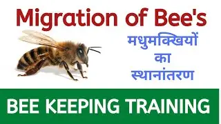 Migration of Bees || Bee Keeping Training || मधुमक्खियों का स्थान परिवर्तन