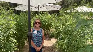 Tomato Blossom Drop