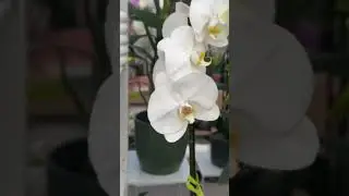 ОРХДЕИ и ВАНДЫ обзор новой поставки