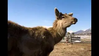 Алтайский марал (Cervus canadensis sibiricus)