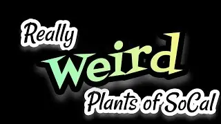 Really WEIRD Plants in SoCal- Have YOU Ever seen plants so ODD - Please 👍 & Share #weird #weirdest