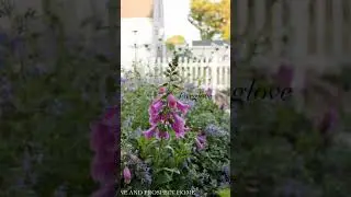 Classic Perennials for a Cottage Garden