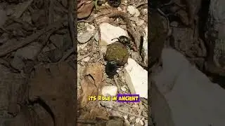 Scarab #education #insects #shortvideo #nature #facts #wildlife #animals #bugs #shorts